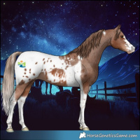 Horse Color:Chestnut Tobiano Appaloosa 
