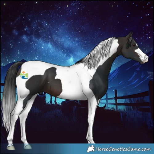 Horse Color:Brown Tobiano 