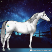 Horse Color:Brown Tobiano Appaloosa 