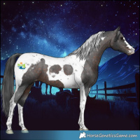 Horse Color:Brown Tobiano Appaloosa