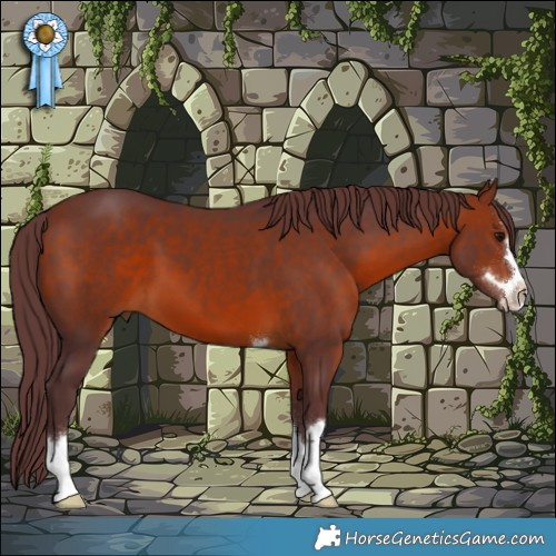 Horse Color:Chocolate Bay 