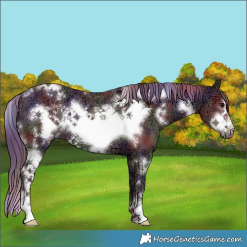 Horse Color:Nacre White Spotted Chocolate Smoky Black Ice Frame 