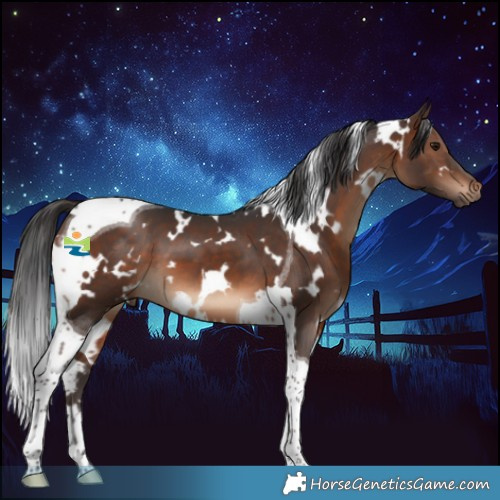 Horse Color:White Spotted Brown Tobiano 
