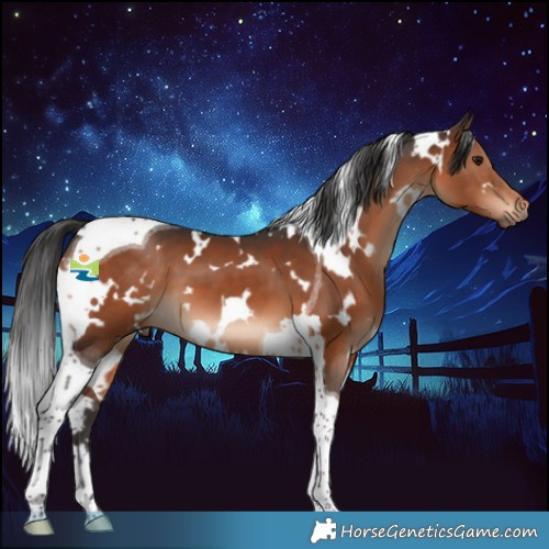 Horse Color:White Spotted Brown Tobiano 