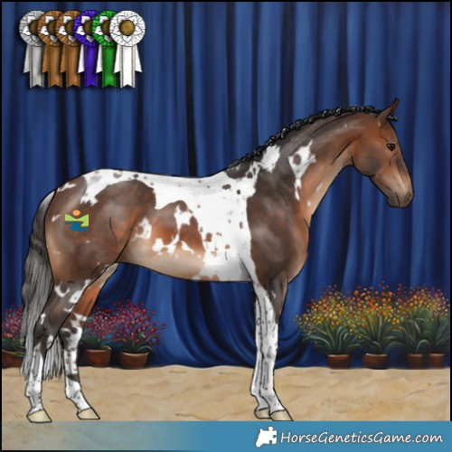 Horse Color:White Spotted Brown Tobiano 