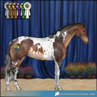 Horse Color:White Spotted Brown Tobiano 