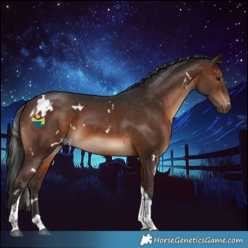 Horse Color:White Spotted Brown Tobiano 