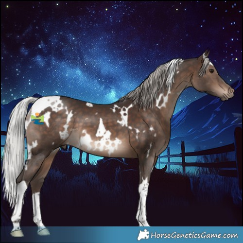 Horse Color:White Spotted Silver Brown Tobiano 