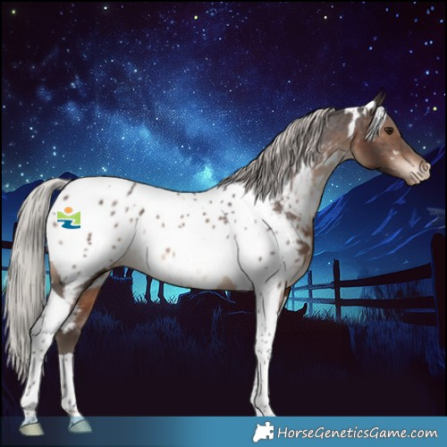 Horse Color:White Spotted Silver Brown Tobiano Appaloosa 