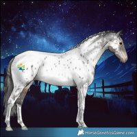 Horse Color:White Spotted Brown Tobiano Near Leopard 