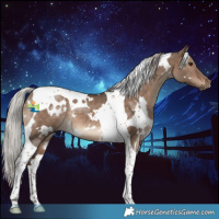 Horse Color:White Spotted Silver Brown Dun Tobiano 