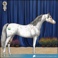 Horse Color:Silver Brown Dun Tobiano Appaloosa 