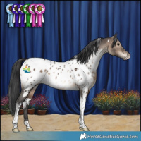 Horse Color:White Spotted Brown Dun Tobiano Appaloosa 