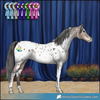 Horse Color:White Spotted Brown Dun Tobiano Appaloosa 