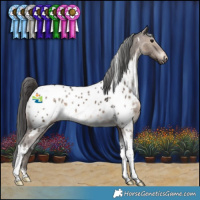 Horse Color:White Spotted Brown Dun Tobiano Appaloosa 