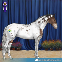 Horse Color:White Spotted Silver Brown Tobiano Appaloosa 