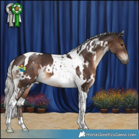 Horse Color:White Spotted Silver Brown Tobiano 