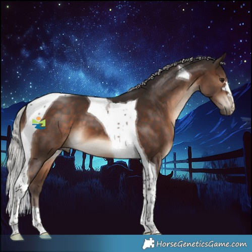 Horse Color:Silver Brown Tobiano 