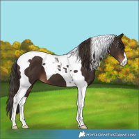 Horse Color:Liver Chestnut Tobiano 