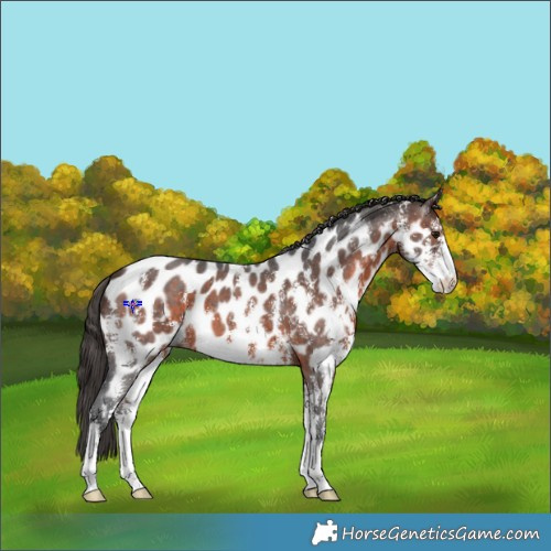 Horse Color:Brown Sabino Appaloosa 