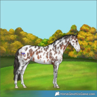 Horse Color:Brown Sabino Appaloosa 