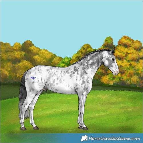 Horse Color:Black Ice Sabino Appaloosa Rabicano 
