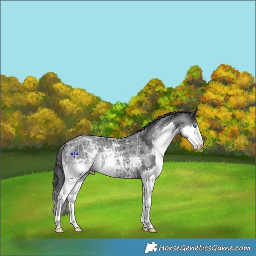Horse Color:Black Ice Splash Rabicano 