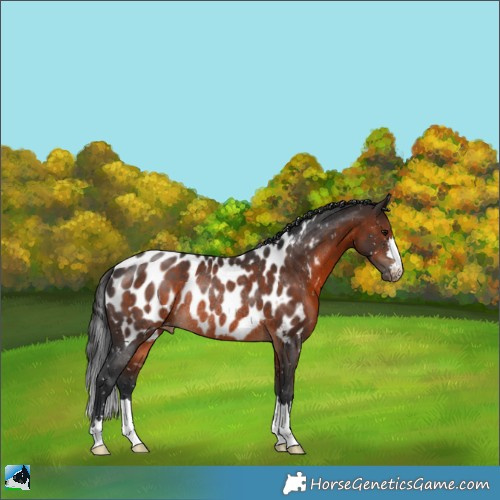 Horse Color:Brown Appaloosa Rabicano 