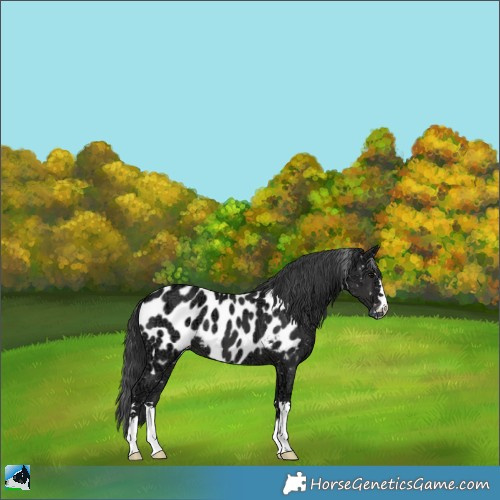 Horse Color:Black Ice Appaloosa 