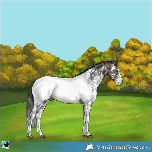 Horse Color:Brown Ice Mushroom Sabino Appaloosa Rabicano 