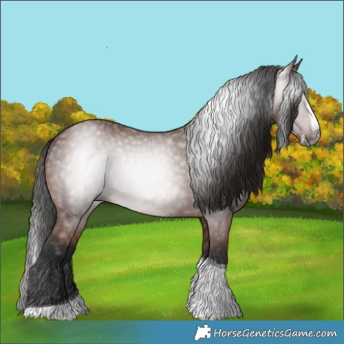 Horse Color:Gray Bay Splash Tobiano
