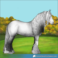 Horse Color:Gray Black Splash Tobiano 