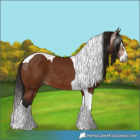 Horse Color:Gray Bay Splash Tobiano