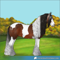 Horse Color:Gray Bay Splash Tobiano 