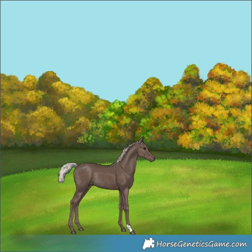 Horse Color:Silver Black Rabicano 