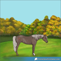 Horse Color:Silver Black Rabicano 