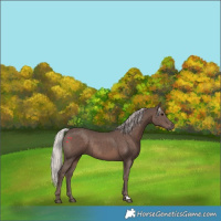 Horse Color:Silver Black Rabicano 