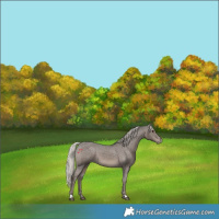 Horse Color:Silver Black Appaloosa