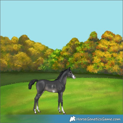 Horse Color:Black Sabino 