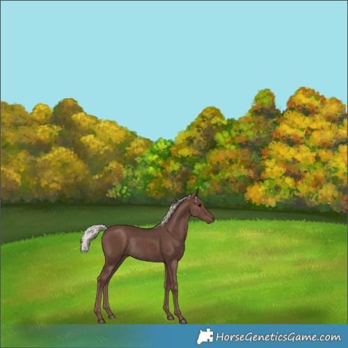 Horse Color:Silver Black Rabicano 