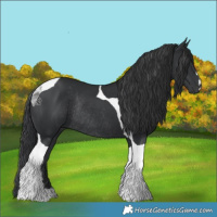 Horse Color:Black Tobiano Rabicano