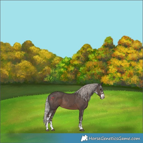 Horse Color:Silver Black Sabino 