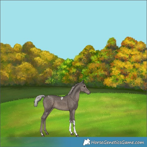 Horse Color:Silver Black Tobiano 
