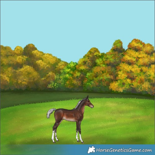 Horse Color:Silver Brown Tobiano 