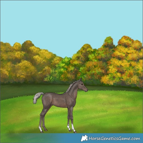 Horse Color:Silver Black Tobiano 