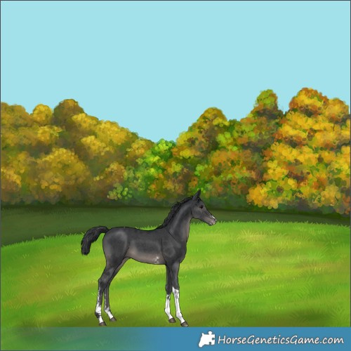 Horse Color:Black Mushroom Sabino Tobiano Appaloosa 