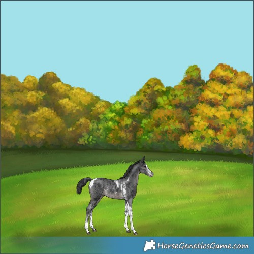 Horse Color:Black Mushroom Sabino Tobiano Rabicano 