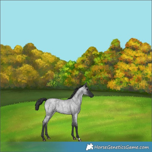 Horse Color:Blue Roan 