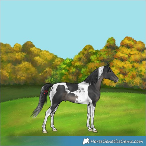 Horse Color:Black Tobiano 