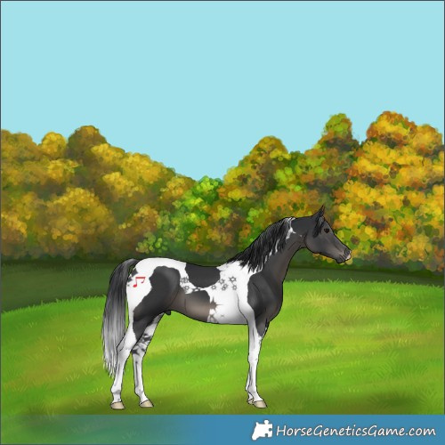 Horse Color:Black Tobiano 